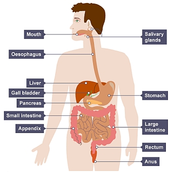 Introduction - Science: Year 8: Biology: Digestive System Diseases