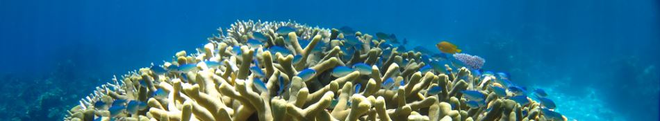 Great Barrier Reef
