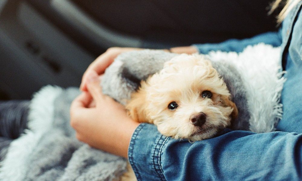 2. Keep Your Schedule The Same | 8 Tips To Help Your New Puppy Adjust | Life360 Tips 2. Keep Your Schedule The Same | 8 Tips To Help Your New Puppy Adjust | Life360 Tips