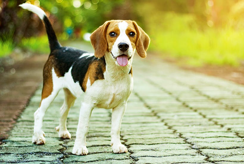 5. Beagle | 10 Best Dog Breeds For Seniors | Life360 Tips 5. Beagle | 10 Best Dog Breeds For Seniors | Life360 Tips