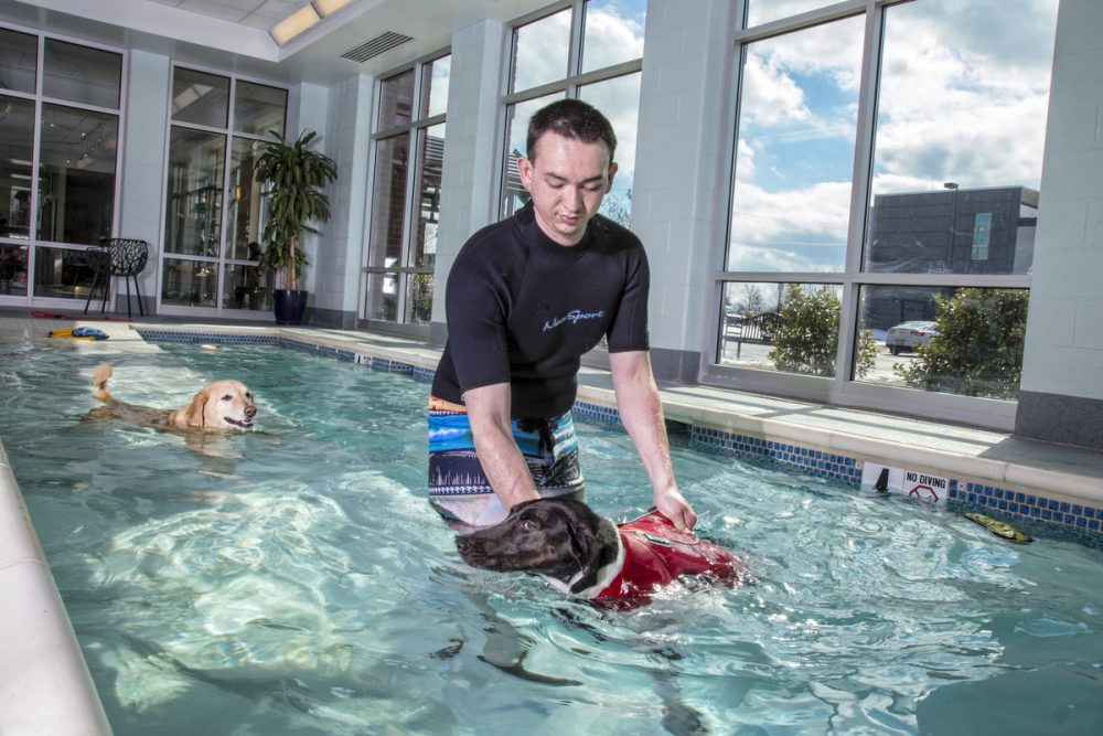 10 Most Indulgent Pet Spas In The World #2 | Life360 Tips