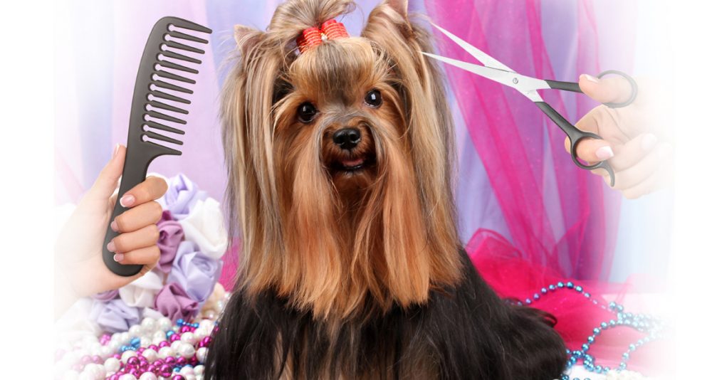 8 Signs Your Pet Is Spoiled #2 | Life360 Tips