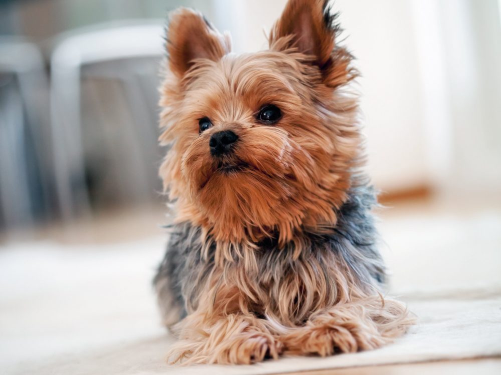9. Yorkshire Terrier | 10 Best Dog Breeds For Seniors | Life360 Tips 9. Yorkshire Terrier | 10 Best Dog Breeds For Seniors | Life360 Tips