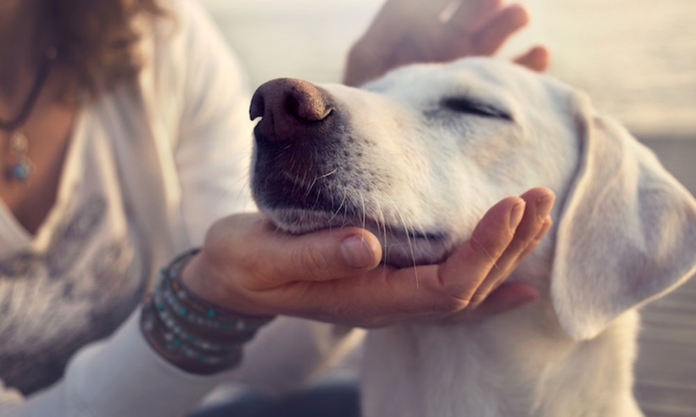 He’s Got Clothing—Lots of It | 8 Signs Your Pet Is Spoiled | Life360 Tips