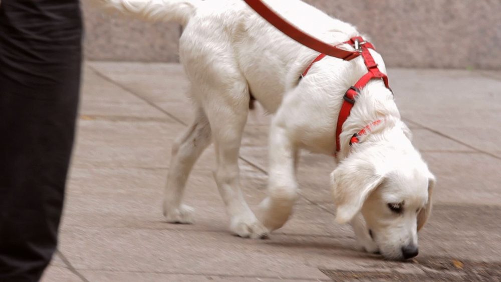 4. Keep Them on a Leash | 8 Tips To Help Your New Puppy Adjust | Life360 Tips 4. Keep Them on a Leash | 8 Tips To Help Your New Puppy Adjust | Life360 Tips