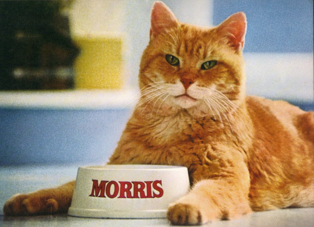 Morris, the cat who owned 9Lives Cat Food | Life 360 Tips