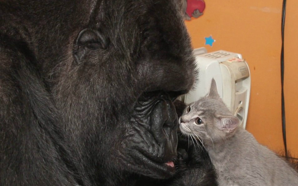 All Ball, the cat who researched Koko the Gorilla | Life 360 Tips