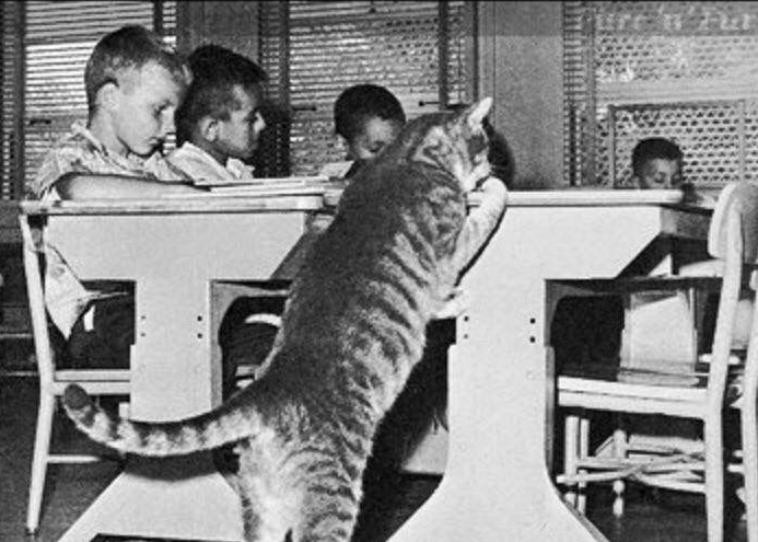 Room 8, the cat who went to school | Life 360 Tips