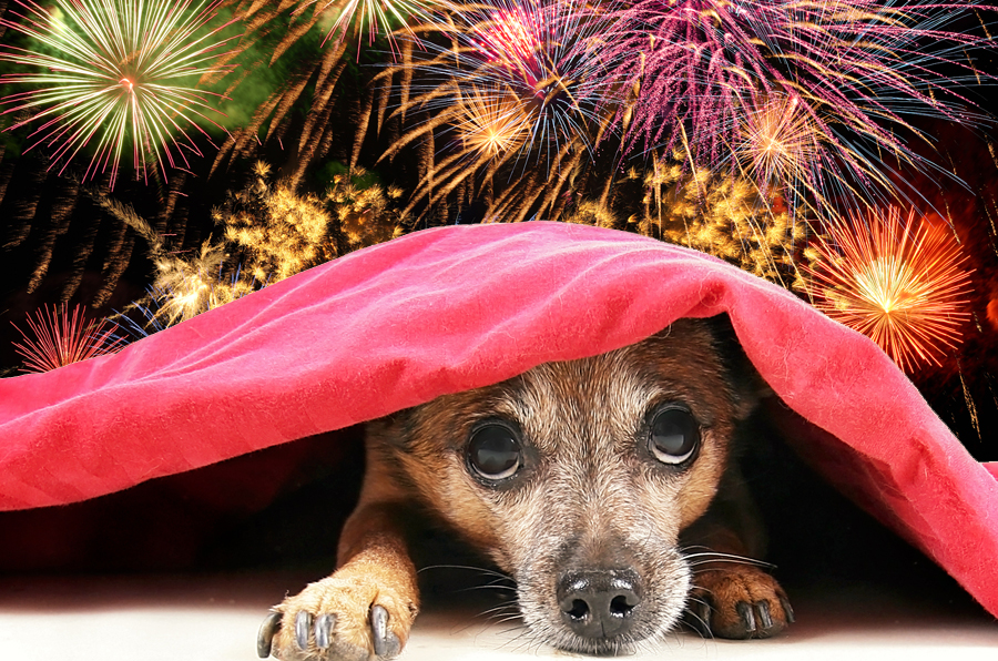 10 Pet Safety Tips For The Fourth Of July | Life360 Tips