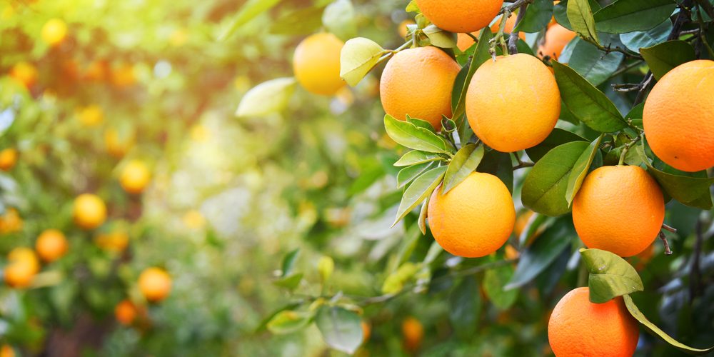 Oranges | 8 Fruits That Will Help Shed Those Unwanted Pounds | Life360 Tips