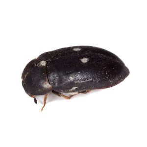 BLACKCARPETBEETLE Paper/Fabric Beetles