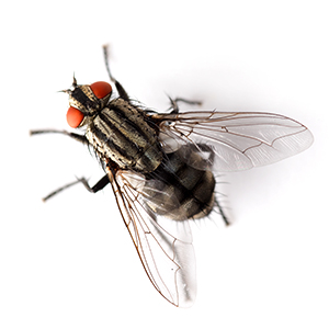 HouseFly HouseFly