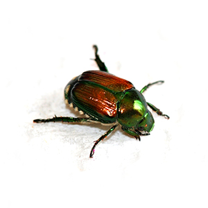 JapaneseBeetles JapaneseBeetles