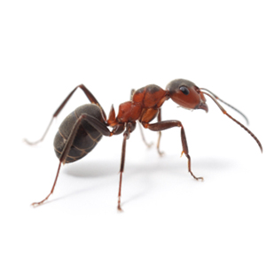acrobatAnt acrobatAnt