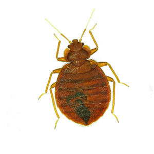 bedBug bedBug