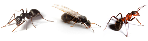 carpenterants1 carpenterants1