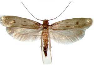 case-making-cloth-moth case-making-cloth-moth