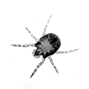 chigger chigger