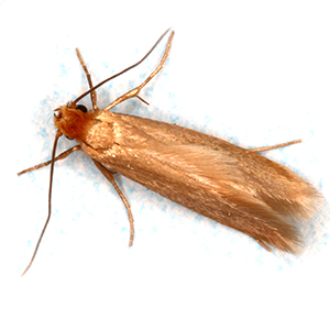 clothMoth Stored Product Pests