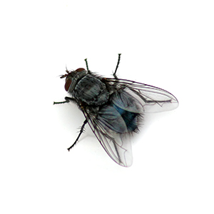clusterFly clusterFly