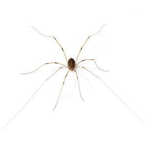 daddyLongLeg daddyLongLeg