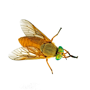 deerFly deerFly