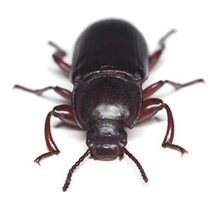 flourBeetle Stored Product Pests