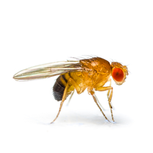 fruitfly fruitfly