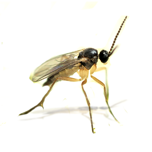 gnat gnat