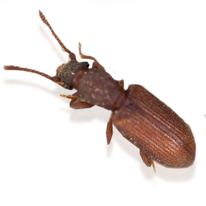 grainbeetle2 grainbeetle2