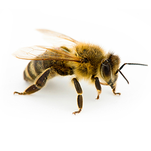 honeyBee honeyBee