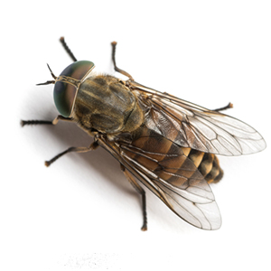 horseFLy horseFLy