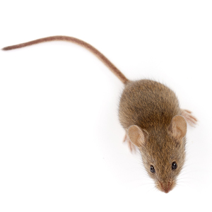 houseMouse houseMouse
