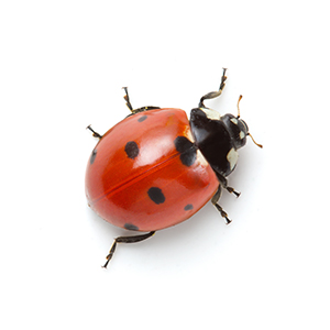 ladyBug-norm ladyBug-norm