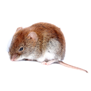 meadowMouse Rodents