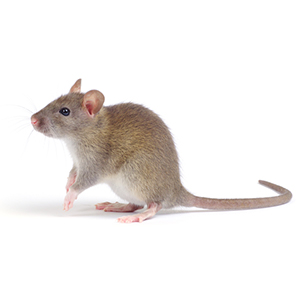 norwayRat norwayRat