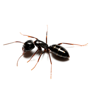 odor-ant Ants