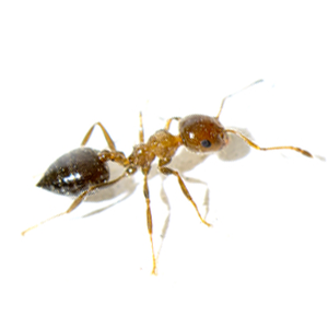 phoarohant phoarohant