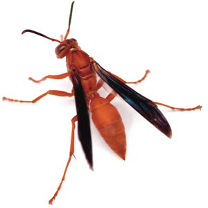 redPaperWasp redPaperWasp