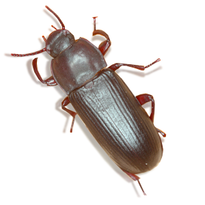 redflourbeetle1 redflourbeetle1