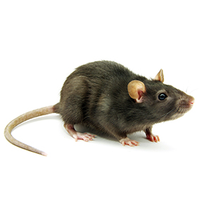 roofRat roofRat