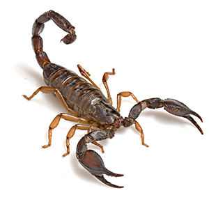 scorpion scorpion