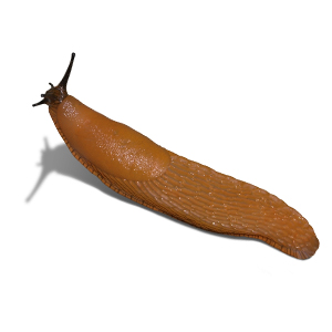 slug slug