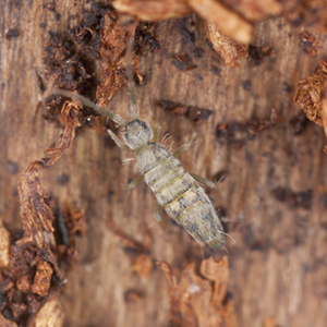 springtail springtail