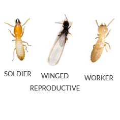 termite2 Termites