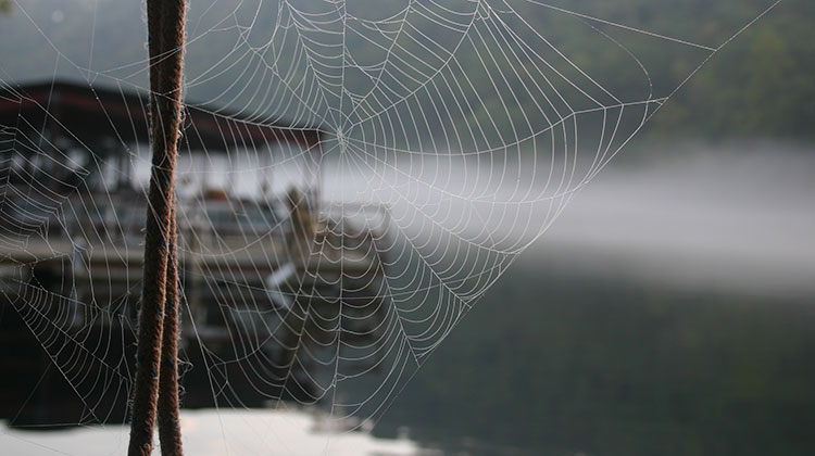 spiders-on-dock spiders-on-dock