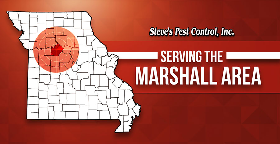 Marshall-resized Marshall-resized