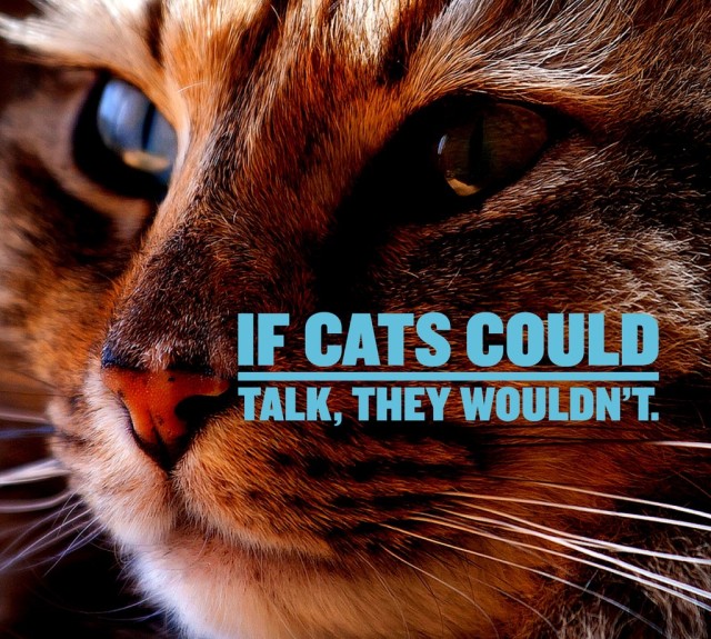 Cat Quotes 25 Sayings Only Cat Lovers will Understand