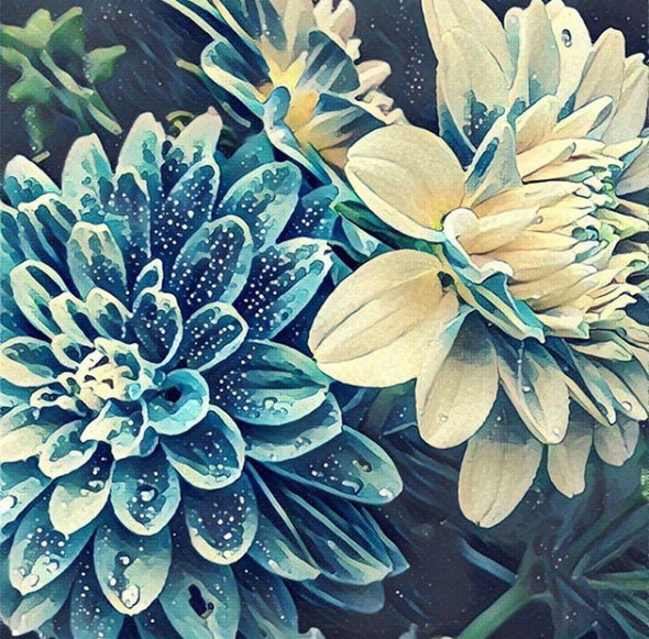 Muito mais do que uma simples foto de flores 270716-aplicativo-prisma-11
