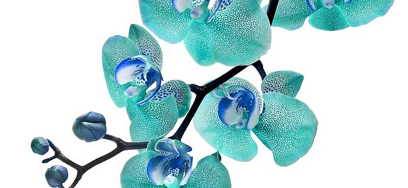 30 días de ‘verdura’ en tu casa y jardín - Noticia - El Nuevo Día